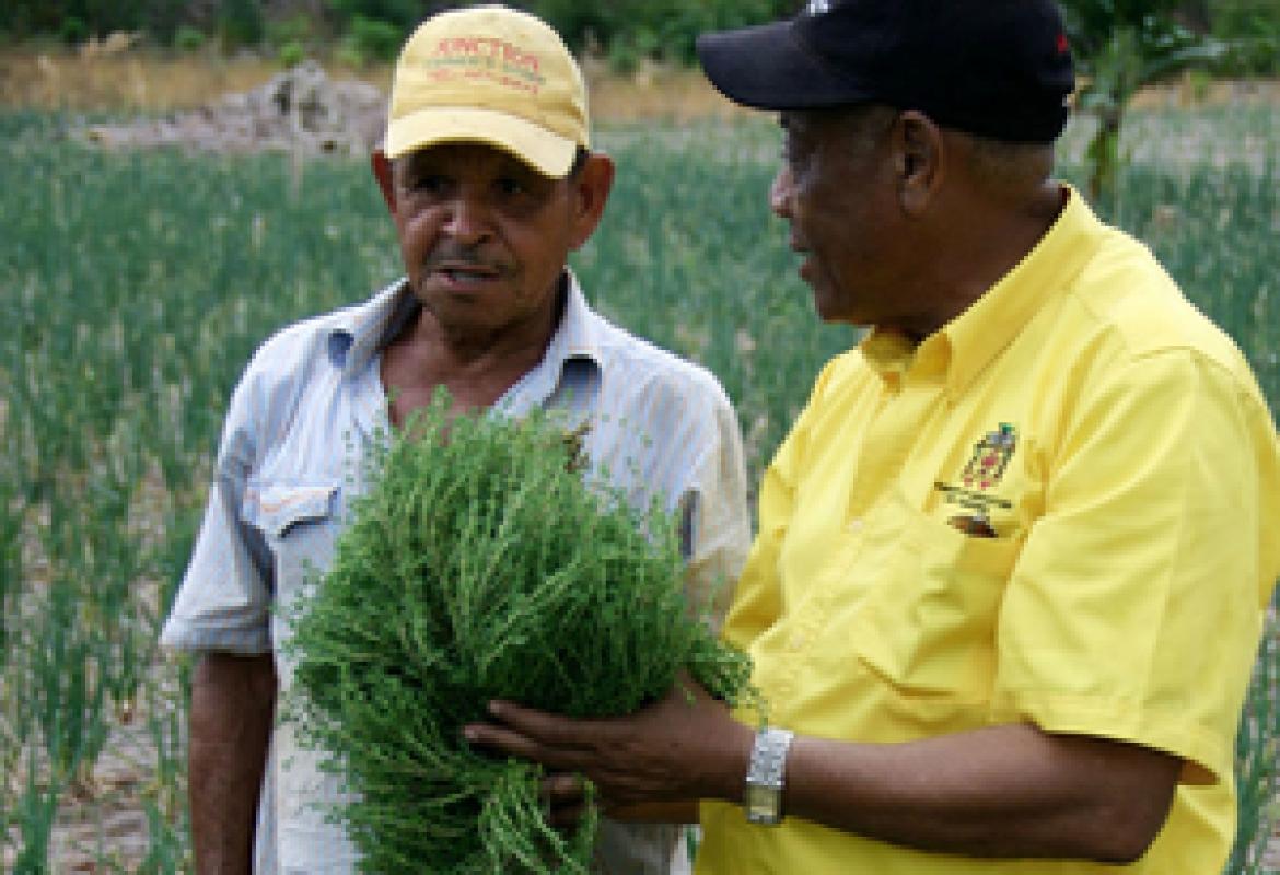 Dripline irrigation to boost farming yield Jamaica Social Investment